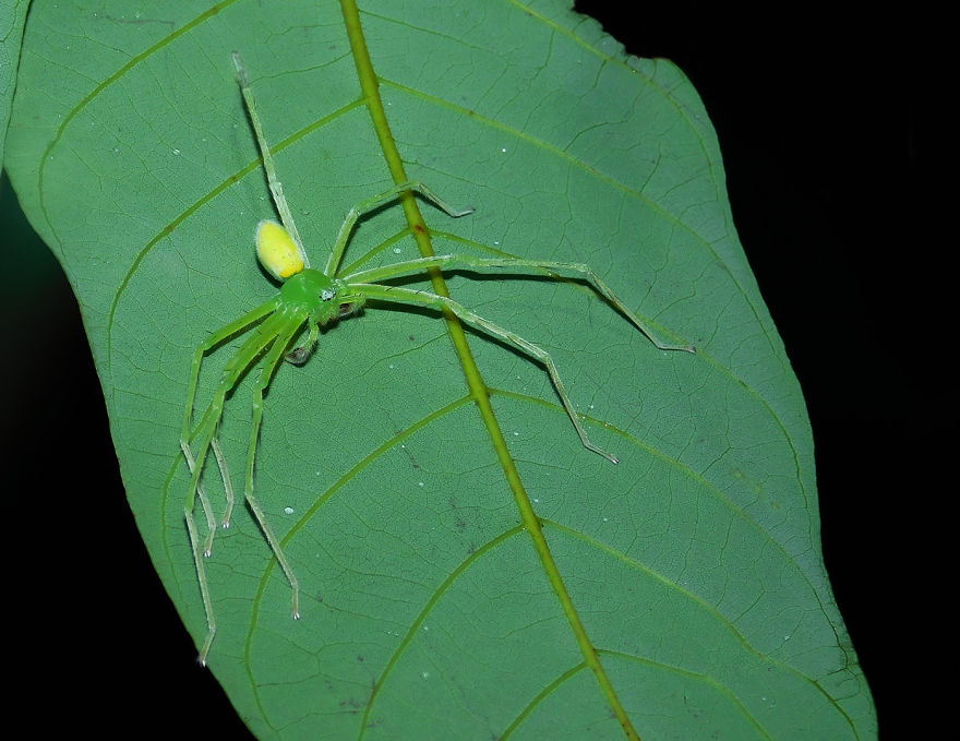 My Macro Photography Tour To Amboli