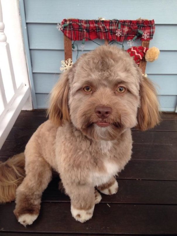 This Dog Has A ‘Human Face’ And It Will Make You More Uncomfortable The Longer You Stare At It This Dog Has A ‘Human Face’ And It Will Make You More Uncomfortable The Longer You Stare At It