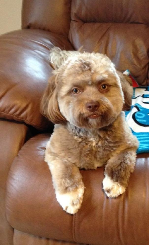 This Dog Has A ‘Human Face’ And It Will Make You More Uncomfortable The Longer You Stare At It This Dog Has A ‘Human Face’ And It Will Make You More Uncomfortable The Longer You Stare At It