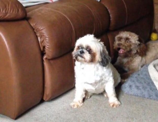 This Dog Has A ‘Human Face’ And It Will Make You More Uncomfortable The Longer You Stare At It This Dog Has A ‘Human Face’ And It Will Make You More Uncomfortable The Longer You Stare At It