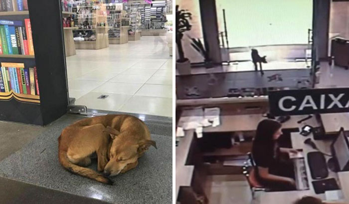 Stray Dog Steals Book From Bookstore, Goes Viral After They Notice Which Book Is Missing
