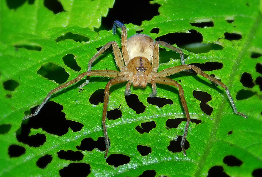 My Macro Photography Tour To Amboli