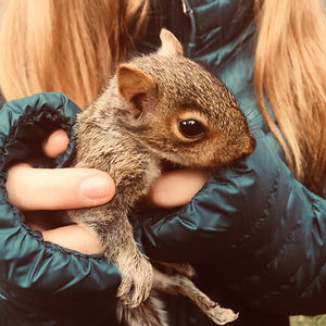 derpydino2017 avatar