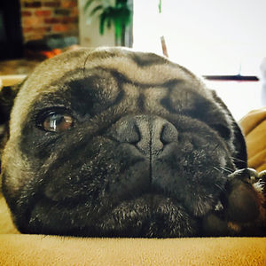 jessikalawrence avatar