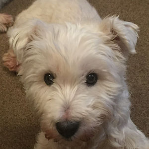 elainescott71 avatar