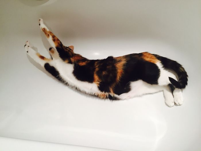 Kitty Yoga Pose: Praise The Sun!