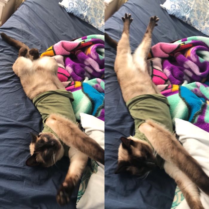 How Me Cat Luke Sleeps And Stretches (The Shirt Is To Prevent Him From Licking His Wound)