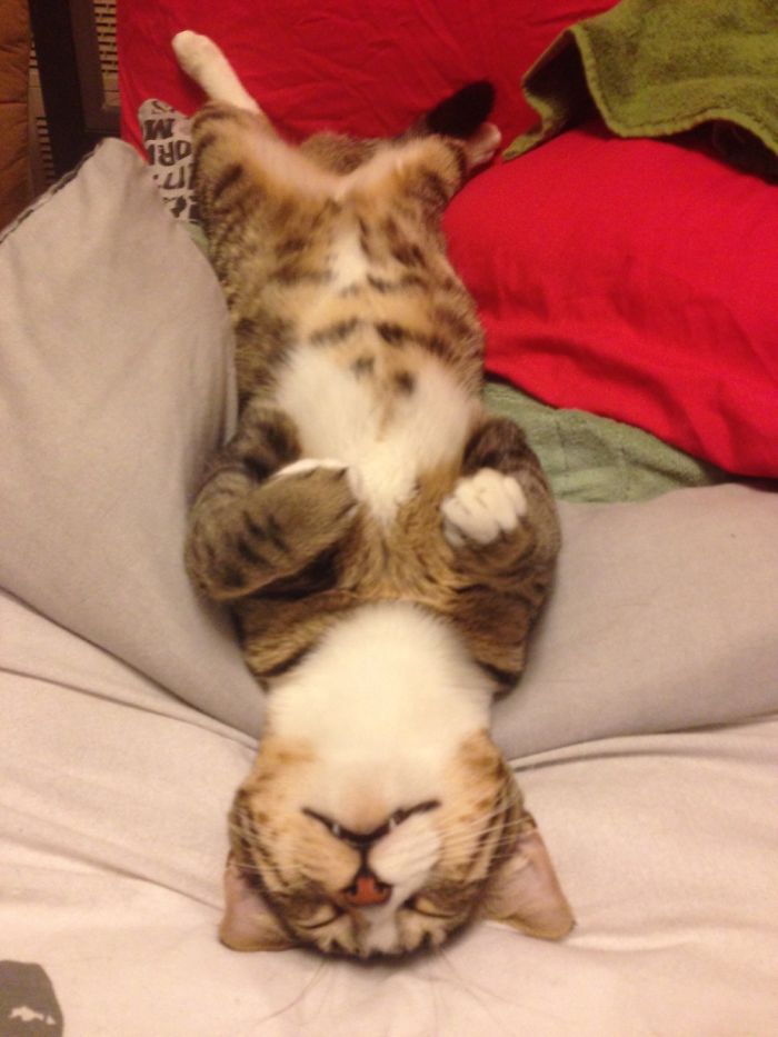 Little Disco Biscuit And His Heart