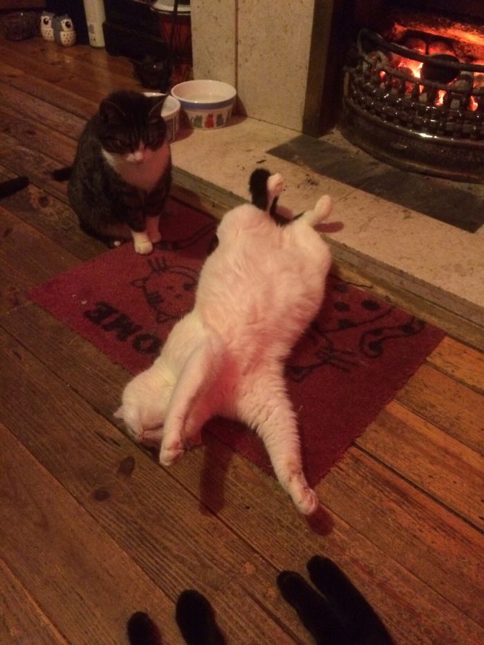 The White Cat Stretched Out Is My Sisters Cat Pearl, High On Cat Nip. Tubby Is Next To Her.