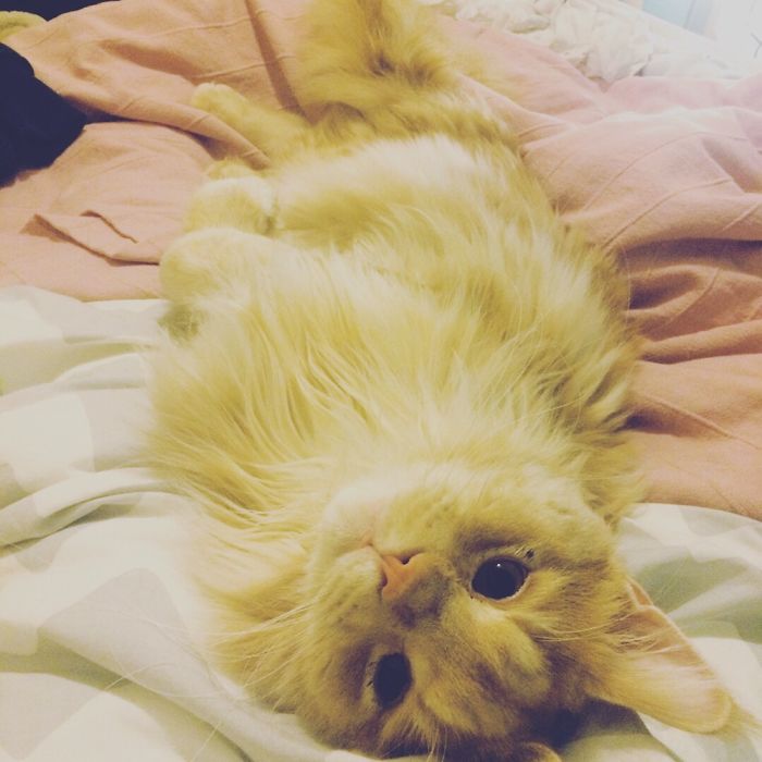 My Cat Always Sleeps Like That