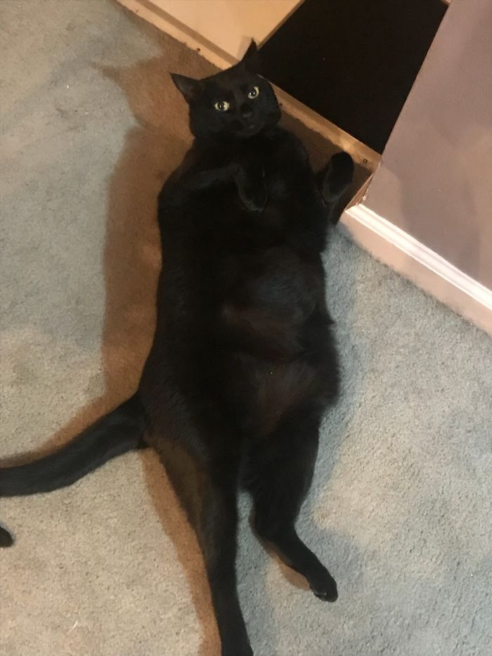 She Rolls On Her Back Every Morning When I Walk By. She Acts More Like A Dog Than A Cat.