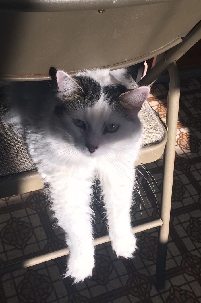 She Likes To Sit Like This On Her Favorite Chair.