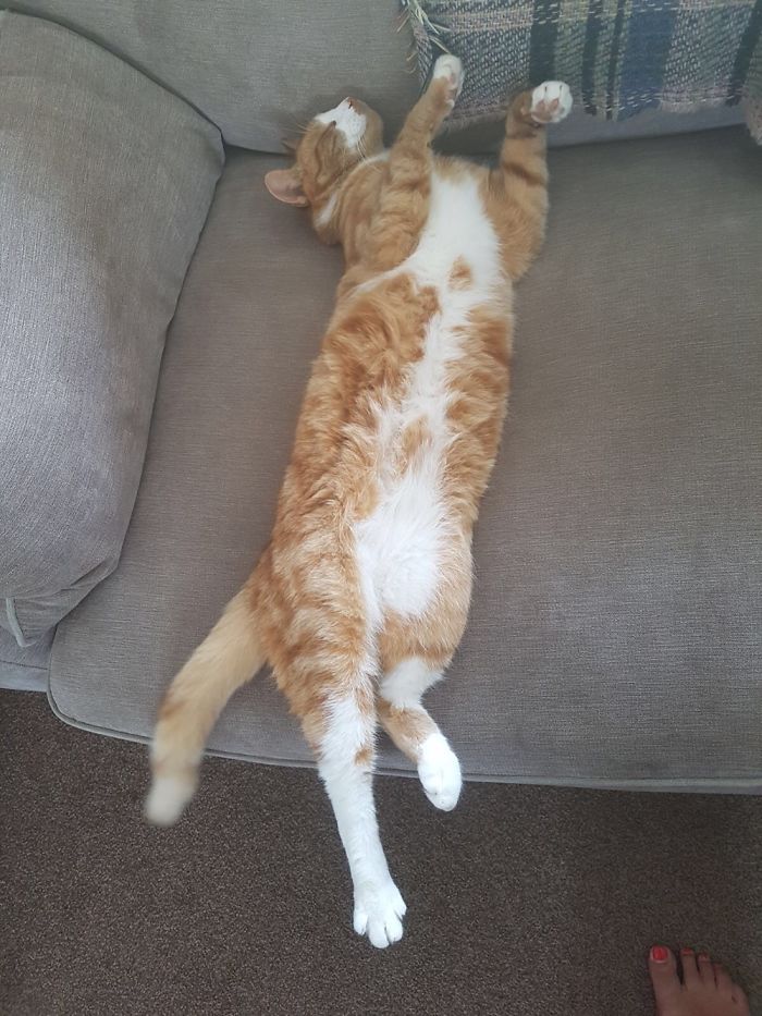 Stretched Bobby