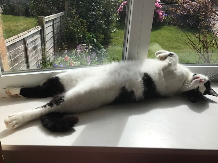 Sunbathing Like A Boss