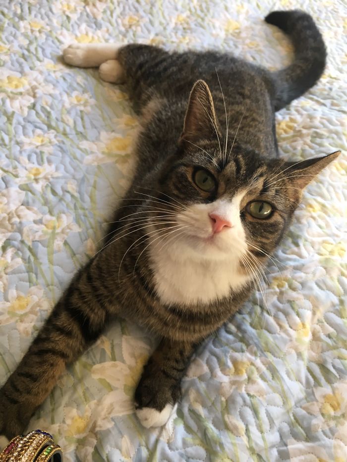 Lola Likes To Sneak In At Night And Attack Feet.