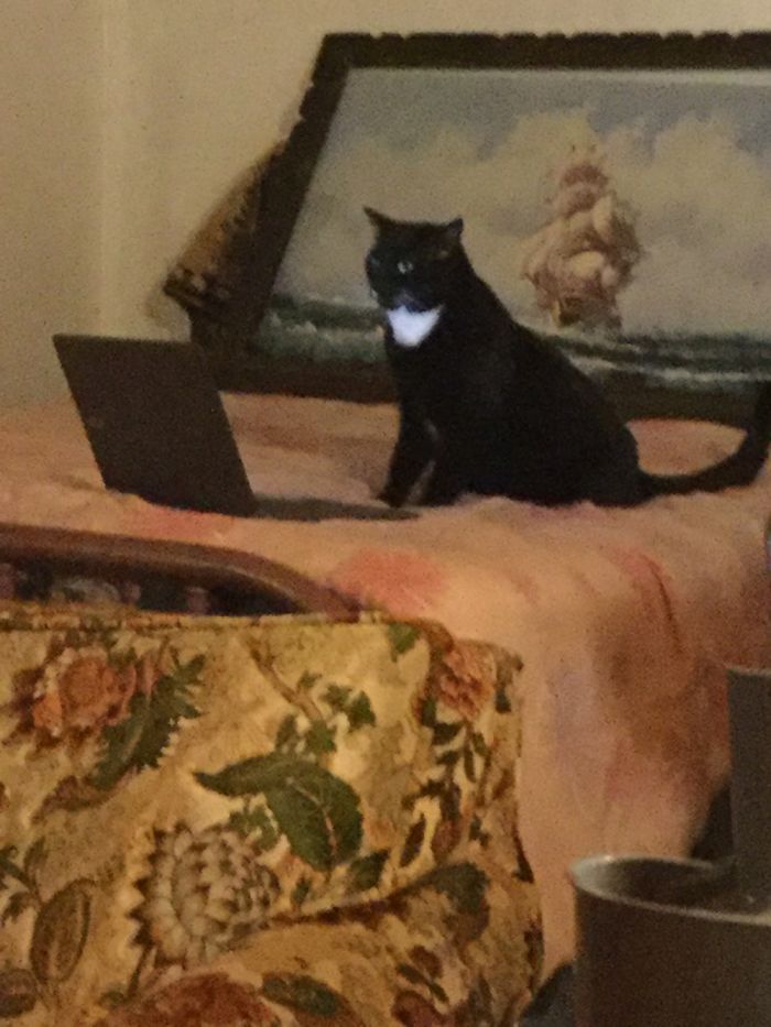 My Cat Is Slowly Trying To Be Me. Next Thing You Know, He’ll Be Attending School.