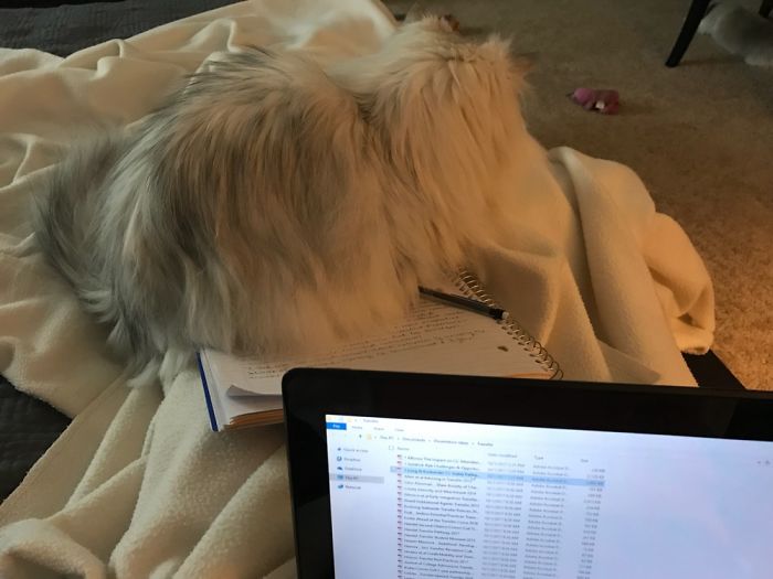 Kitty Likes To Help Me With Schoolwork.