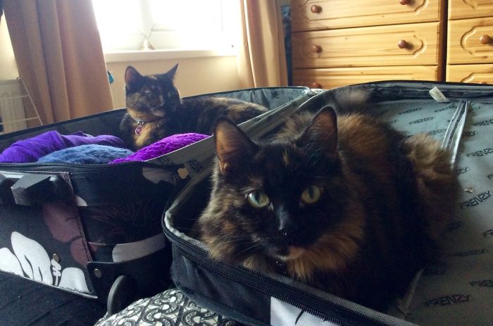 We’re Coming On Holiday Too, Right?