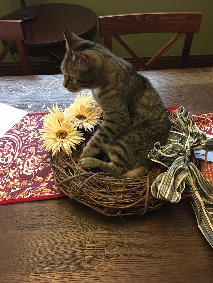 Helping Mom With Her Decorating.