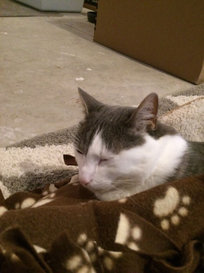 Cinder Was Not Impressed With The Blanket...