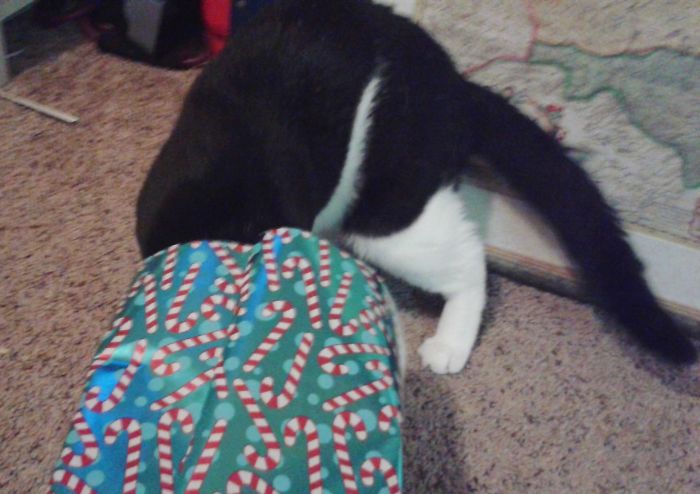 How To Properly Wrap Your Cat: Step 1