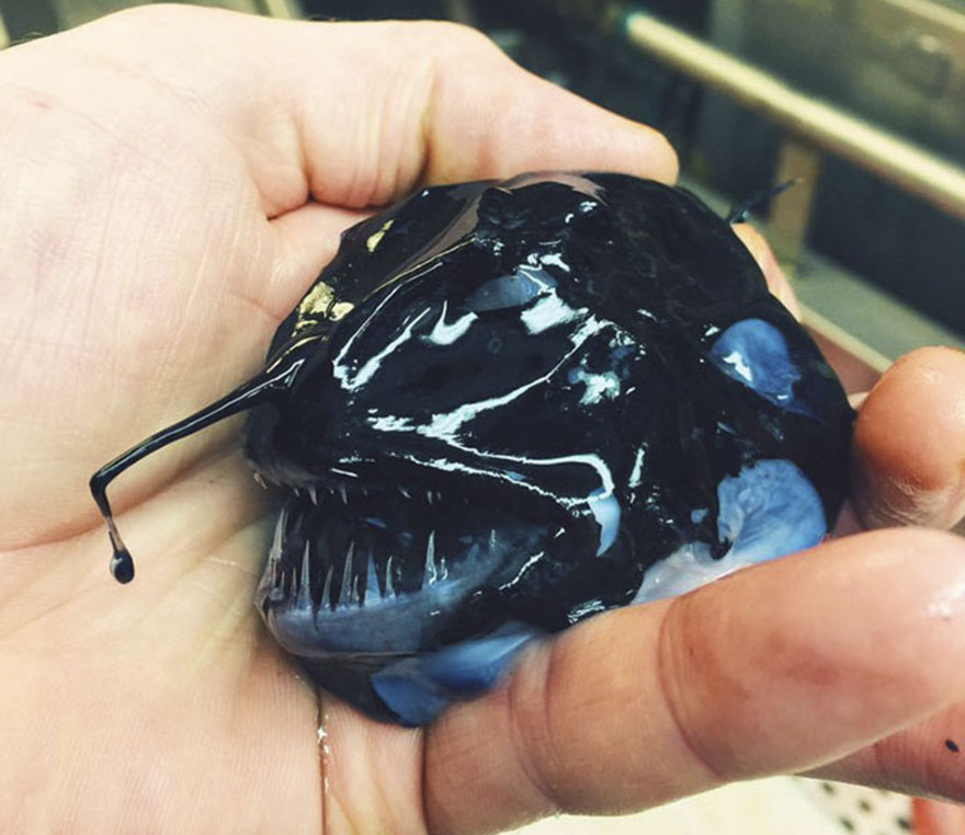 lakes-oceans-depth-scale-infographic-21