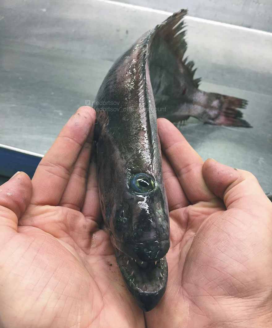 lakes-oceans-depth-scale-infographic-22