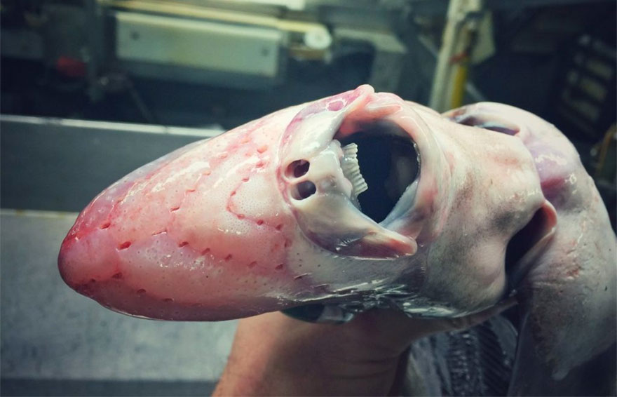 lakes-oceans-depth-scale-infographic-31