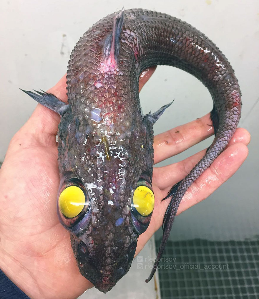 This Mind-Blowing Illustration Shows How Deep The Ocean Is, And It Will Terrify You