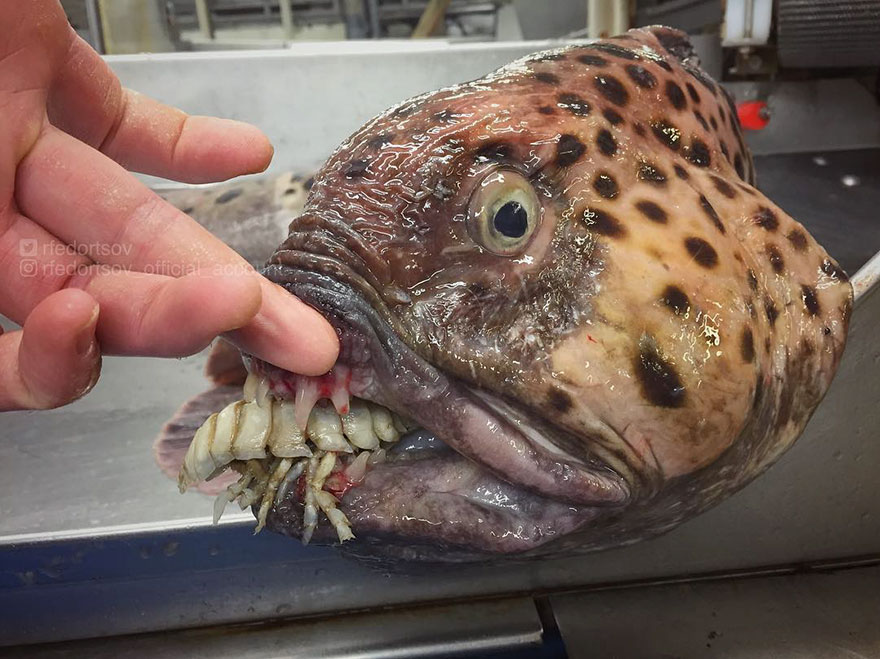 This Mind-Blowing Illustration Shows How Deep The Ocean Is, And It Will Terrify You This Mind-Blowing Illustration Shows How Deep The Ocean Is, And It Will Terrify You