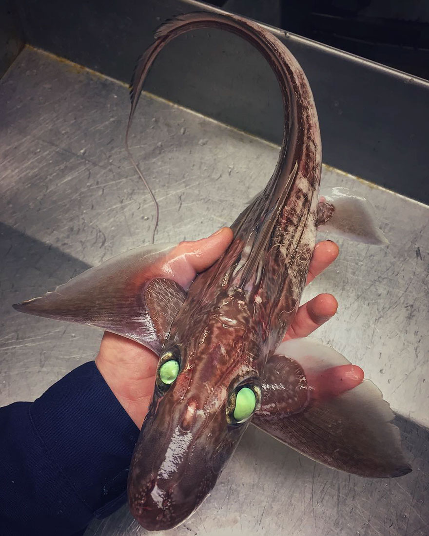 This Mind-Blowing Illustration Shows How Deep The Ocean Is, And It Will Terrify You