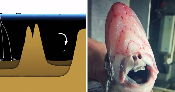 This Mind-Blowing Illustration Shows How Deep The Ocean Is, And It Will Terrify You