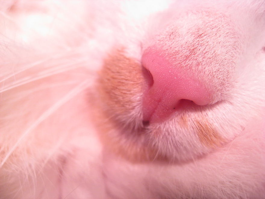 Cat-Noses-Macro-Photography