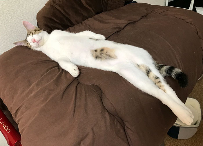 People Are Posting Pics Of Their Cats Stretching, And It’s Hilarious (198 Pics)