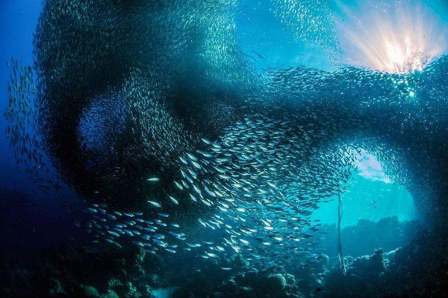 Sardines In The Sun, Natural World Finalist