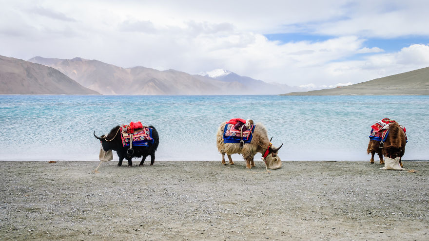 Yaks Beside Pangong Lake, Travel Finalist