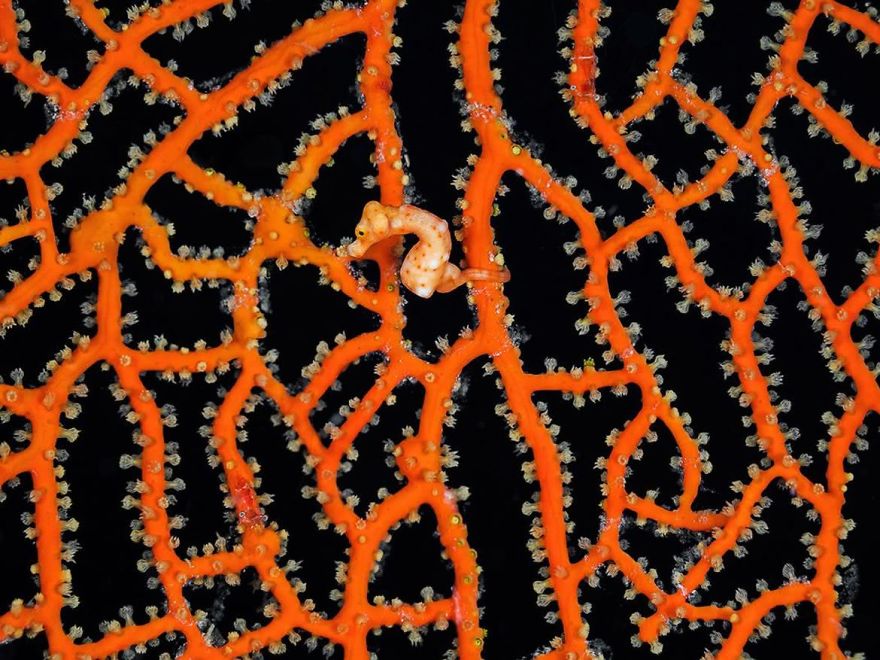 Seahorse, Natural World Finalist