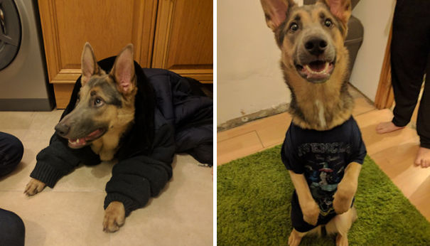 My Husband Likes To Play Dress Up With The Dog