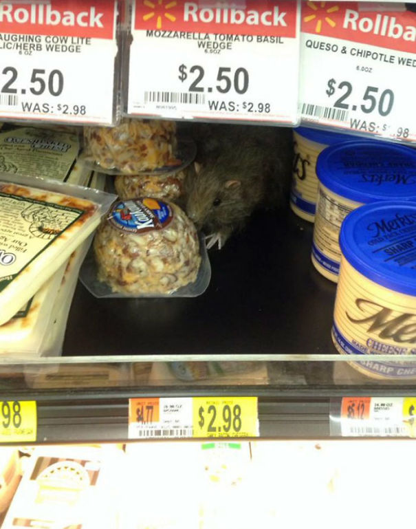 I Have Officially Found The Most Immature Boyfriend Of Them All. He Just Did This Using Halloween Rat At Walmart