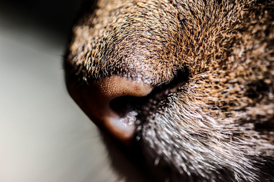 Cat-Noses-Macro-Photography