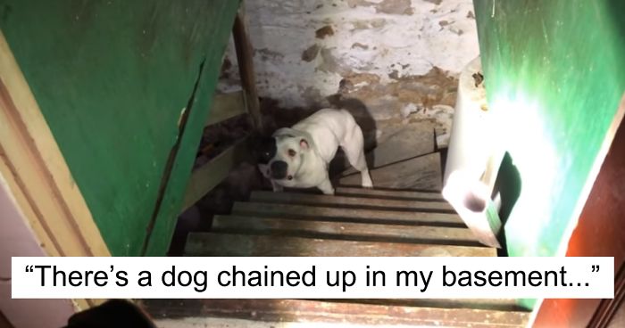 Man Moving Into A New House Finds A Dog Left Behind In The Basement, And The Dog’s Reaction Says It All