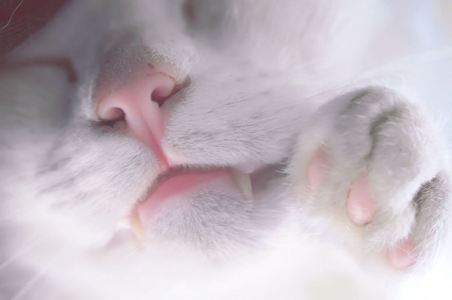 Cat-Noses-Macro-Photography