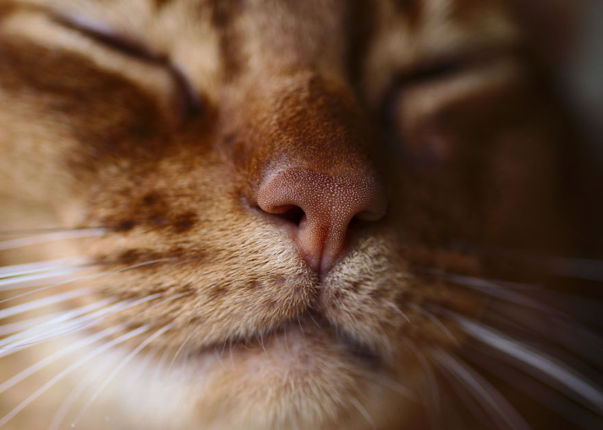 Cat-Noses-Macro-Photography