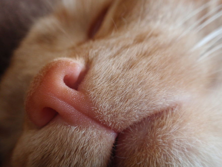 Cat-Noses-Macro-Photography