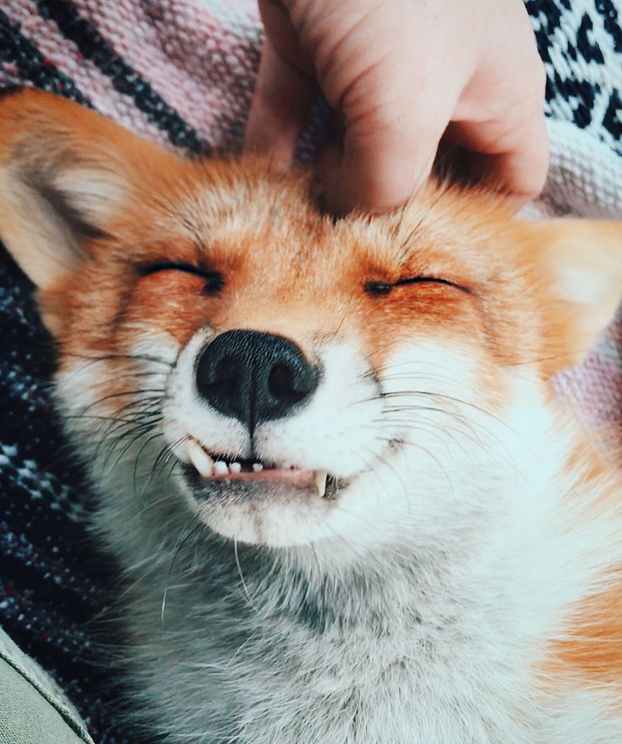 Here's What It's Like To Live With Juniper The World's Happiest Fox