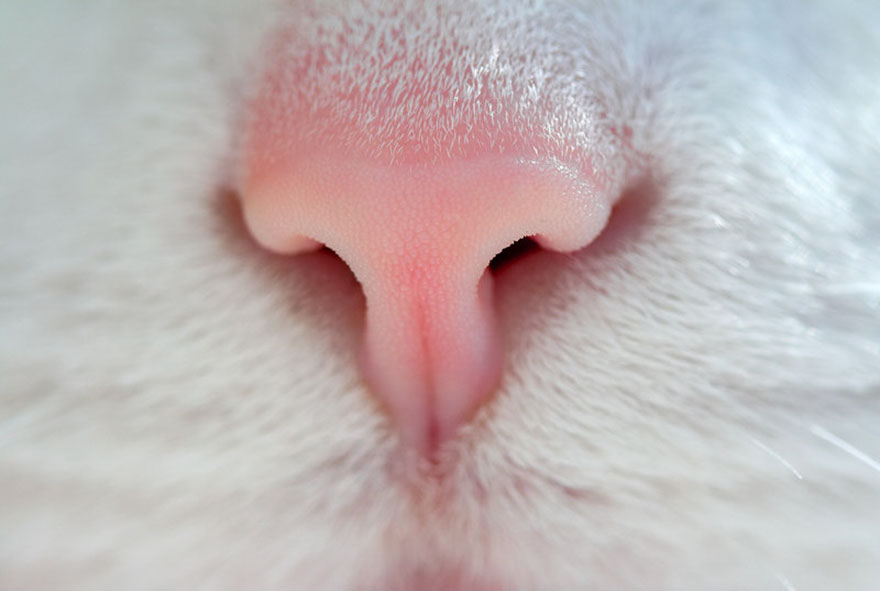 Cat-Noses-Macro-Photography