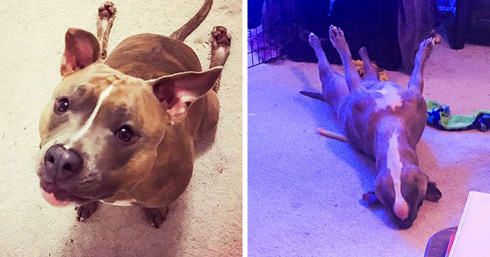 Esta es Leela, una pitbull tan rara que ni los veterinarios se explican su comportamiento