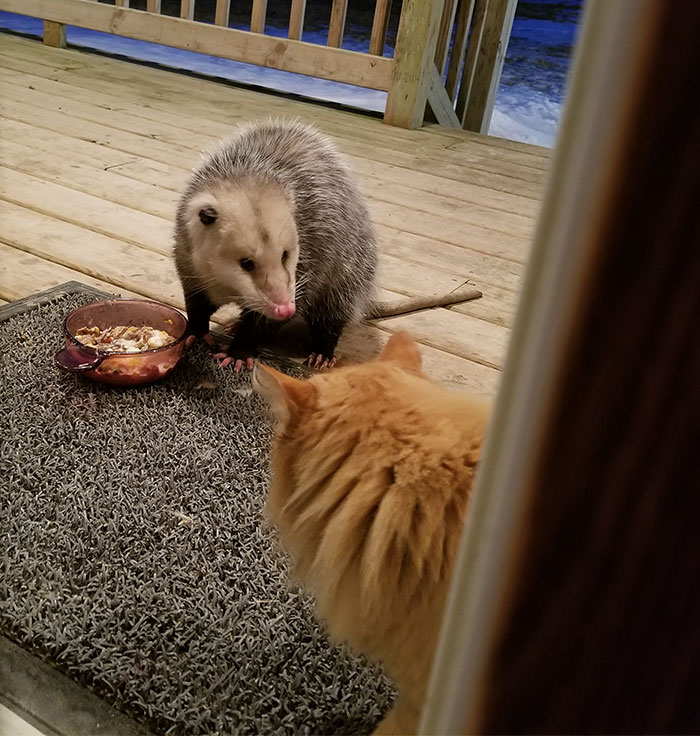 Possum Tries To Steal Cat’s Food, And Cat’s Reaction Is Priceless (7 Pics) Possum Tries To Steal Cat’s Food, And Cat’s Reaction Is Priceless (7 Pics)