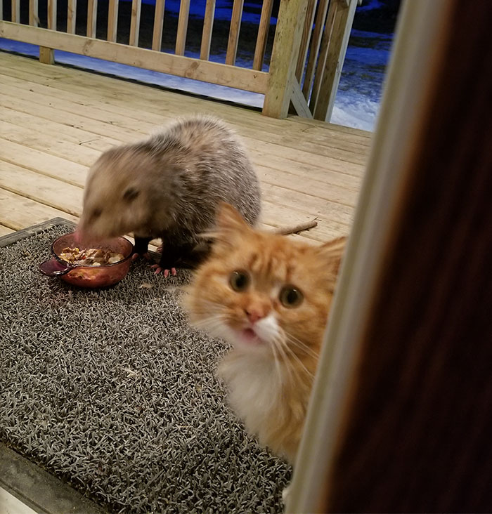 Possum Tries To Steal Cat’s Food, And Cat’s Reaction Is Priceless (7 Pics) Possum Tries To Steal Cat’s Food, And Cat’s Reaction Is Priceless (7 Pics)