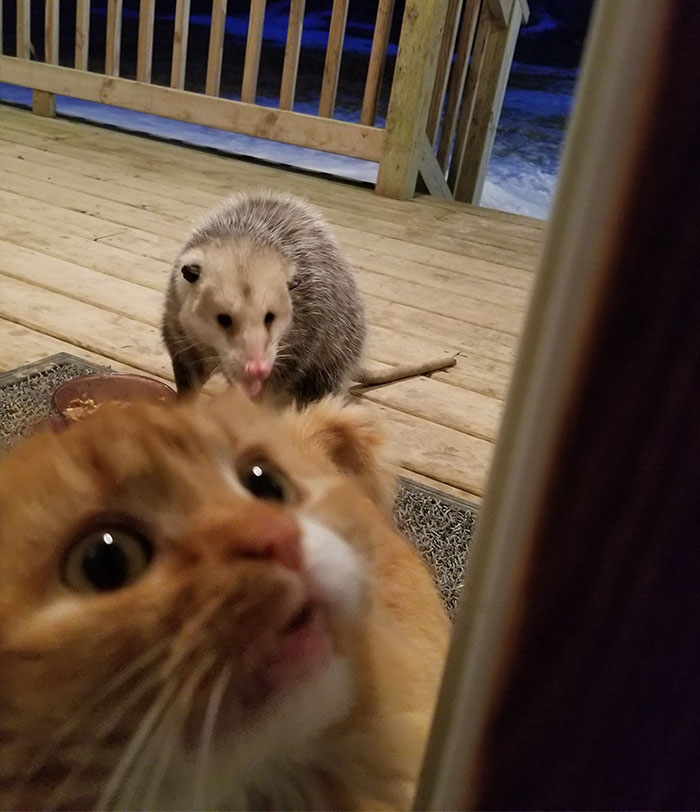 Possum Tries To Steal Cat’s Food, And Cat’s Reaction Is Priceless (7 Pics) Possum Tries To Steal Cat’s Food, And Cat’s Reaction Is Priceless (7 Pics)